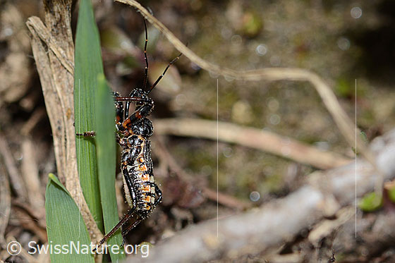 Photo: Probably Rhynocoris erythropus. Length 8mm. Larve. View from the side.