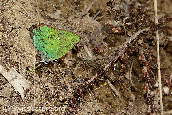 Photo: Callophrys rubi. Wings closed. View from the side.