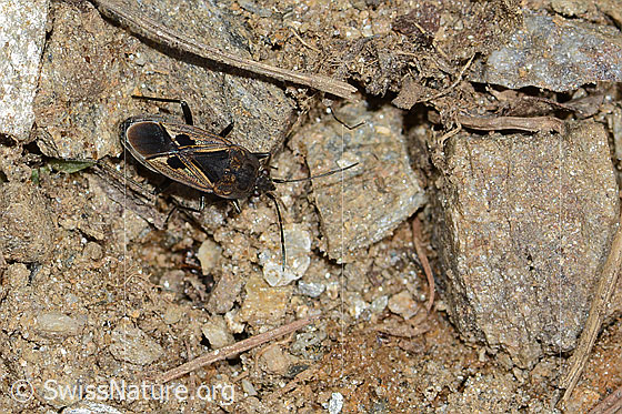 Foto: Rhyparochromus pini (Wanze). Länge 8mm. Ansicht von oben.