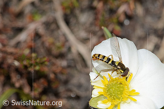 Photo: Sphaerophoria scripta on Ranunculus kuepferi. View from the side.