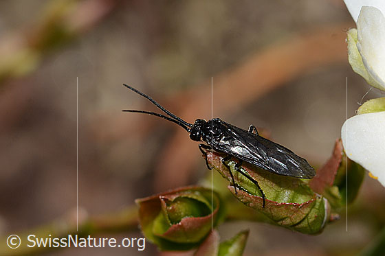 Photo: Probably Dolerus nitens. Length 9mm.  view from diagonally above.