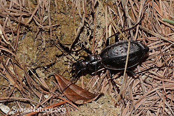 Photo: Carabus irregularis. Length 19 - 30mm. View from above.