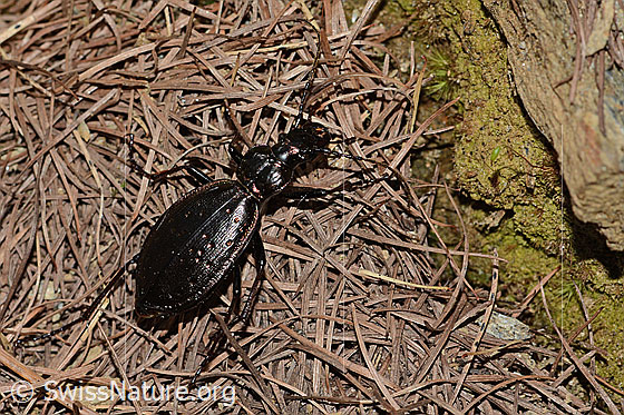 Schluchtwald-Laufkäfer (Carabus irregularis)