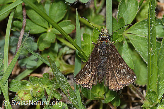 Foto: Dunkler Dickkopffalter (Erynnis tages). Flügel halb geöffnet. Ansicht von oben.
