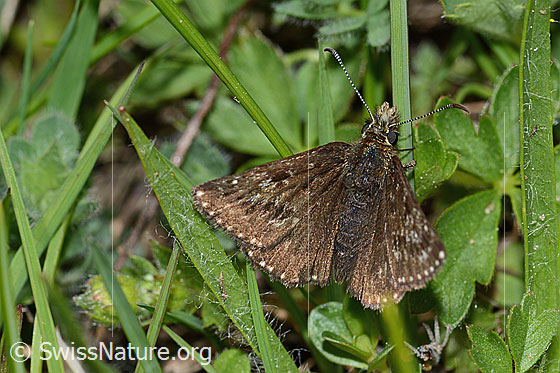Foto: Dunkler Dickkopffalter (Erynnis tages). Flügel geöffnet. Ansicht von schräg oben.