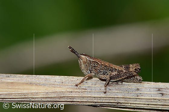 Photo: Gomphocerus sibiricus. Nymph stage 2. View from the side.