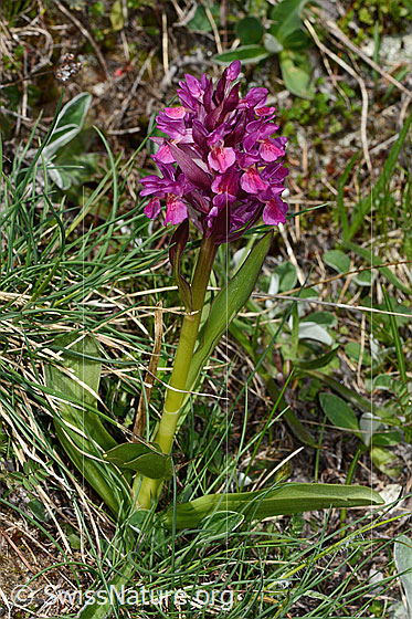 Photo: Dactylorhiza sambucina. Whole plant (habiti). Red specimen.