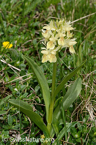 Photo: Dactylorhiza sambucina. Whole plant (habiti).  Yellow specimen.