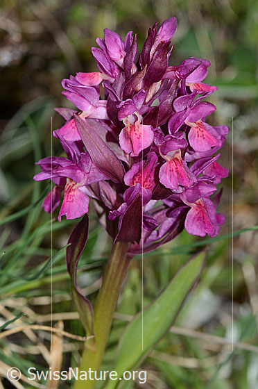 Photo: Dactylorhiza sambucina. Inflorescence. Red specimen.