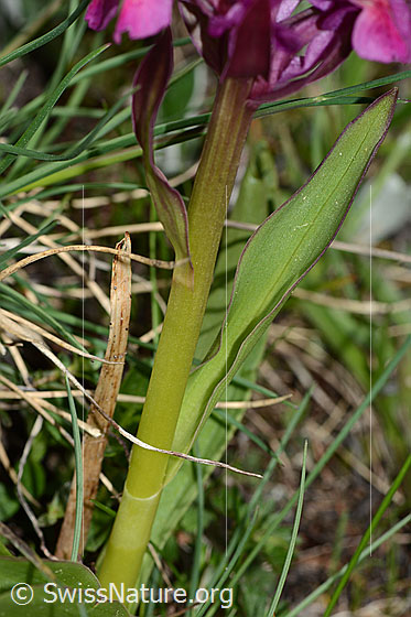 Photo: Dactylorhiza sambucina. Stem and leaves.
