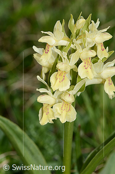 Photo: Dactylorhiza sambucina. Inflorescence. Yellow specimen.