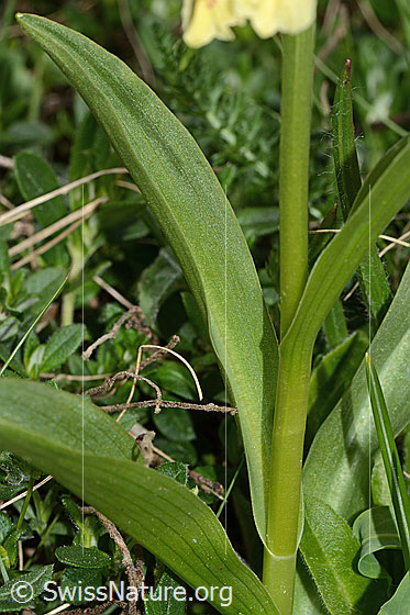 Photo: Dactylorhiza sambucina. Stem and leaves.