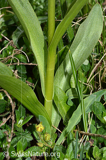Photo: Dactylorhiza sambucina. Stem and leaves.