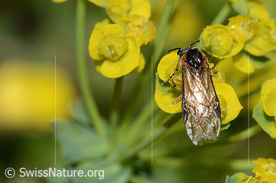 Foto: Wahrscheinlich Athalia circularis (Echte Blattwespe) auf Zypressen-Wolfsmilch (Euphorbia cyparissias). Länge 9mm. Ansicht von oben.