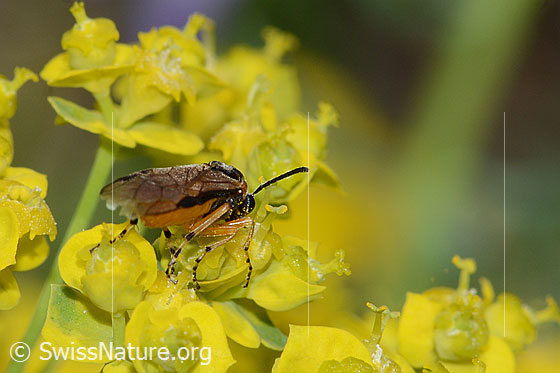 Photo: Probably Athalia circularis on Euphorbia cyparissias. Length 9mm. View diagonally from behind.