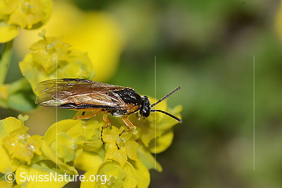 Photo: Probably Athalia circularis on Euphorbia cyparissias. Length 9mm. View from the side above.