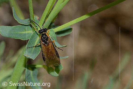 Photo: Probably Athalia circularis on Euphorbia cyparissias. Length 9mm. View from above.
