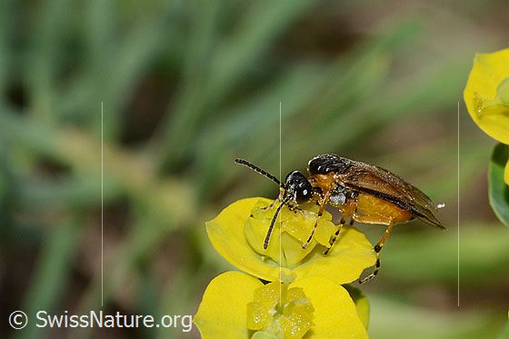 Athalia circularis (Echte Blattwespe) auf Zypressen-Wolfsmilch (Euphorbia cyparissias)