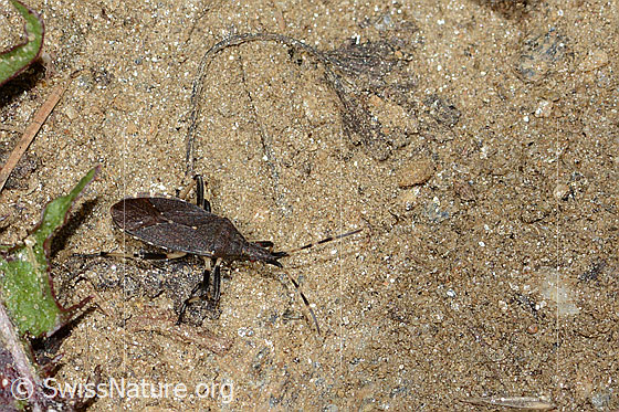 Foto: Dicranocephalus medius (Wolfsmilchwanze). Länge 11mm. Ansicht von schräg oben.