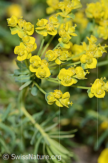 Photo: Euphorbia cyparissias. Blossoms.