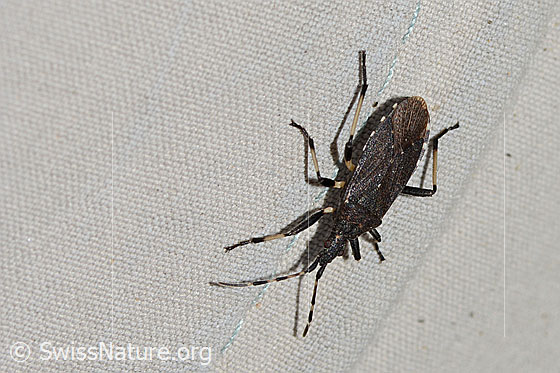 Photo: Dicranocephalus medius. Length 11mm. View from above.