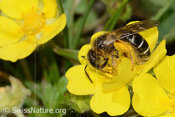 Photo: Halictus rubicundus. Length 11mm. Female. View from the side.