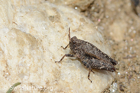 Foto: Zweipunkt-Dornschrecke (Tetrix bipunctata). Länge 8.5 - 14.5mm. Ansicht von der Seite.