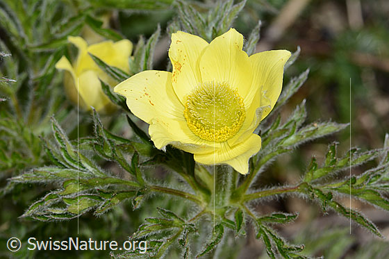 Photo: Pulsatilla alpina ssp. Apiifolia. Blossom and leaves.