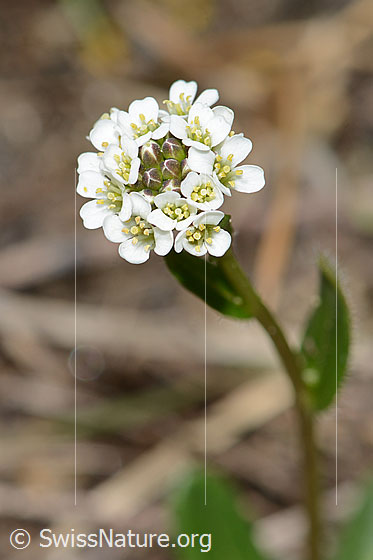 Foto: Wahrscheinlich Bewimperte Gänsekresse (Arabis ciliata). Blütenstand.