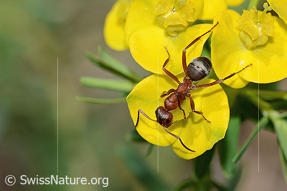 Blutrote Raubameise (Formica sanguinea) auf Zypressen-Wolfsmilch (Euphorbia cyparissias)