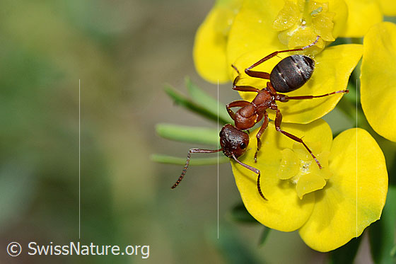 Photo: Formica sanguinea on Euphorbia cyparissias. Length 8mm. View from diagonally above.
