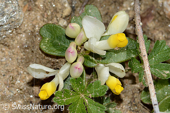 Photo: Polygala Chamaebuxus. Whole plant (habiti).