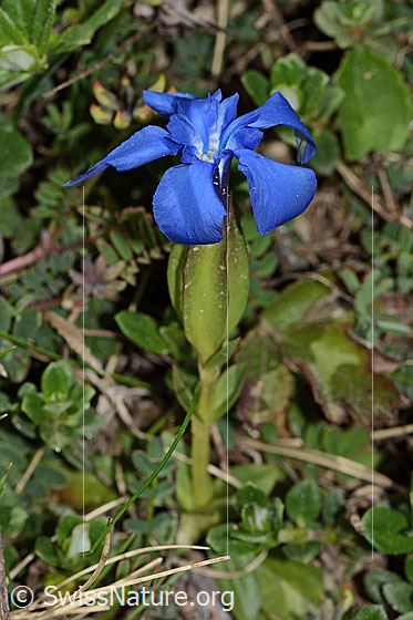 Foto: Frühlings-Enzian (Gentiana verna). Ganze Pflanze (Habitus).