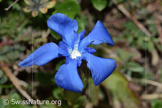 Foto: Frühlings-Enzian (Gentiana verna). Blüte. Ansicht von oben.