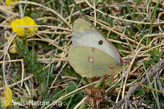 Goldene Acht (Colias hyale)