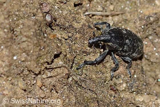 Foto: Wahrscheinlich Larinus brevis (Rüsselkäfer). Länge 12mm. Ansicht von schräg vorne.