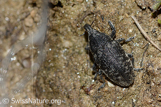 Photo: Probably Larinus brevis. Length 12mm. View from above.