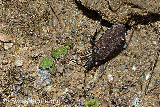 Photo: Dicranocephalus medius. Length 11mm. View from above.