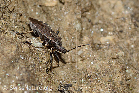 Foto: Dicranocephalus medius (Wolfsmilchwanze). Länge 11mm. Ansicht von der Seite.