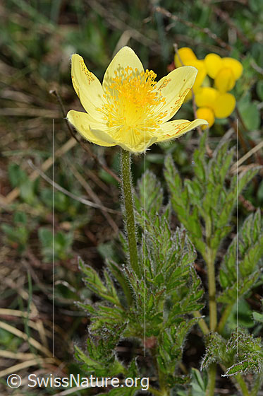 Photo: Pulsatilla alpina ssp. Apiifolia. Whole plant (habiti).