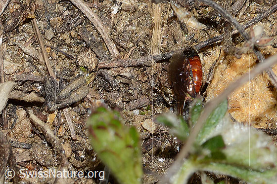 Foto: Wahrscheinlich Gewöhnliche Blutbiene (Sphecodes ephippius). Länge 6mm. Hinterleib.