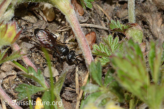 Photo: Probably Sphecodes ephippius. Length 6mm. View from above.