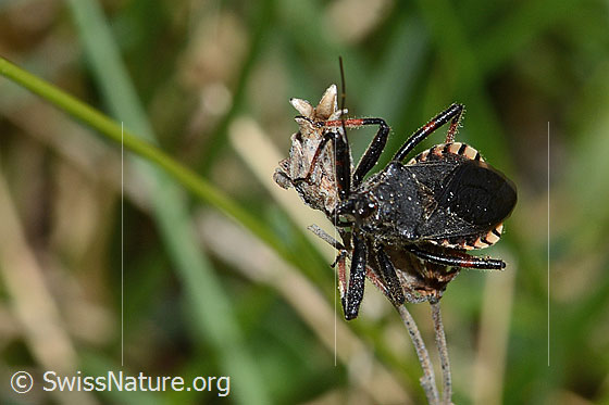 Foto: Wahrscheinlich Geringelte Mordwanze (Rhynocoris annulatus). Länge 12 - 14.8mm. Ansicht von vorne oben.