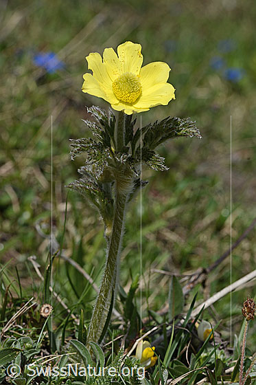Photo: Pulsatilla alpina ssp. Apiifolia. Whole plant (habiti).