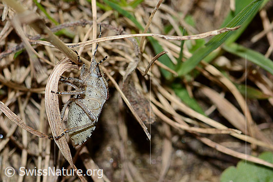Foto: Beerenwanze (Dolycoris baccarum). Länge 10 - 12mm. Ansicht von schräg unten.
