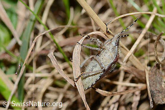Foto: Beerenwanze (Dolycoris baccarum). Länge 10 - 12mm. Ansicht von schräg unten.