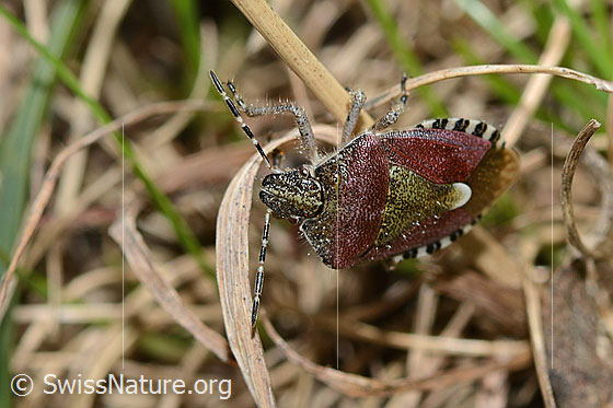 Foto: Beerenwanze (Dolycoris baccarum). Länge 10 - 12mm. Ansicht von oben.