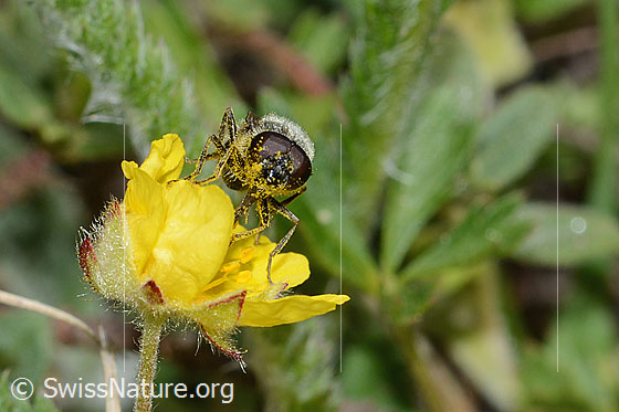 Foto: Wahrscheinlich Gänsedistel-Erzschwebfliege (Cheilosia caerulescens) auf Blume. Länge 8 - 11mm. Männchen. Ansicht von vorne.