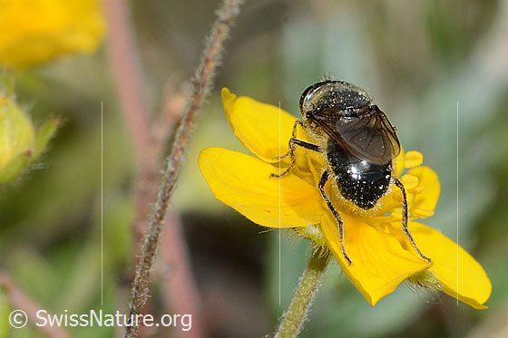 Foto: Wahrscheinlich Gänsedistel-Erzschwebfliege (Cheilosia caerulescens) auf Blume. Länge 8 - 11mm. Männchen. Ansicht von hinten.
