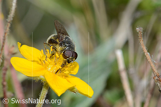 Foto: Wahrscheinlich Gänsedistel-Erzschwebfliege (Cheilosia caerulescens) auf Blume. Länge 8 - 11mm. Männchen. Ansicht von schräg vorne.